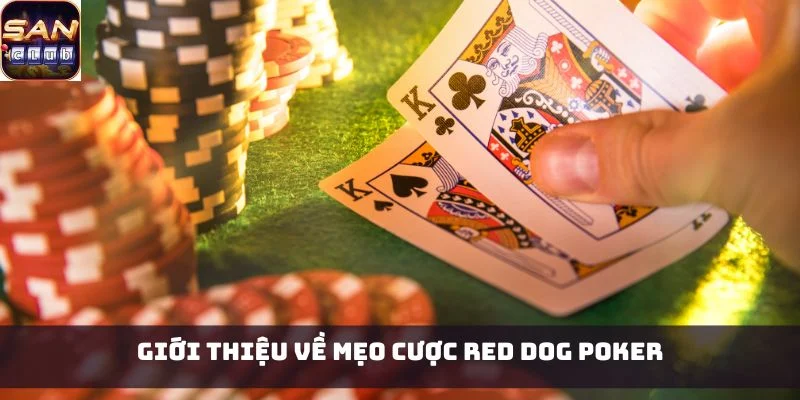 Giới thiệu về mẹo cược Red Dog Poker